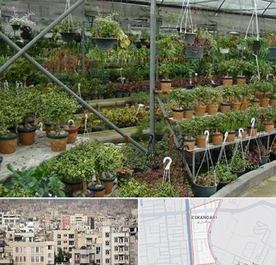 بازار گل و گیاه در اسکندری