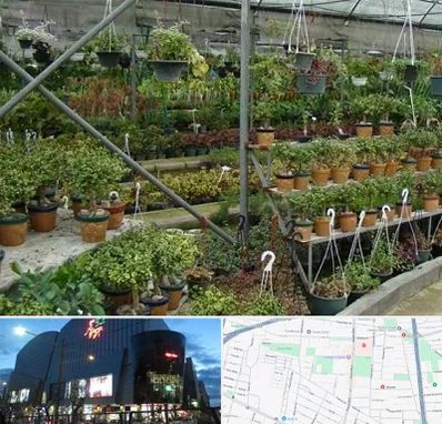 بازار گل و گیاه در بلوار اباذر