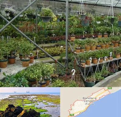 بازار گل و گیاه در بندرلنگه