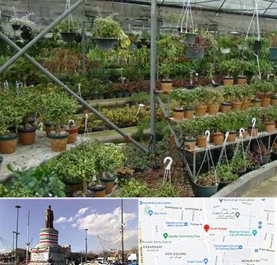 بازار گل و گیاه در کارگر جنوبی