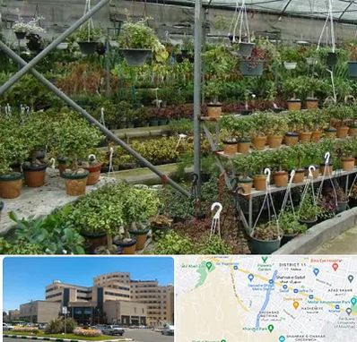 بازار گل و گیاه در صیاد شیرازی مشهد