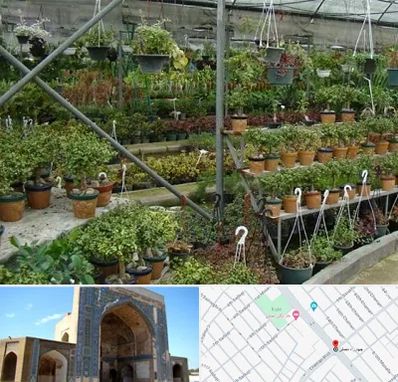 بازار گل و گیاه در مصلی مشهد