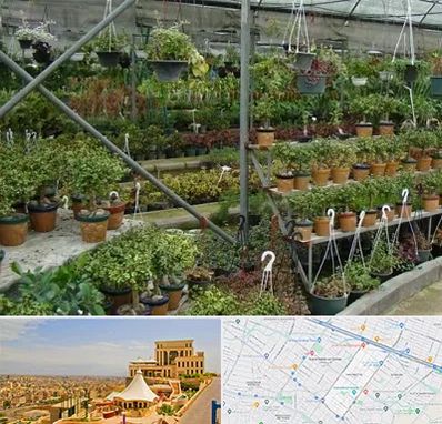 بازار گل و گیاه در هاشمیه مشهد