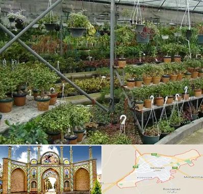 بازار گل و گیاه در سمنان