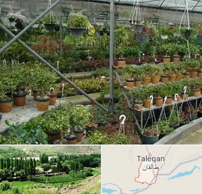 بازار گل و گیاه در طالقان