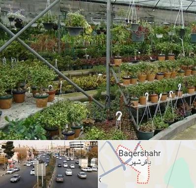 بازار گل و گیاه در باقرشهر