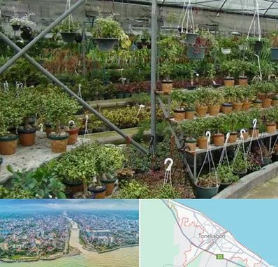 بازار گل و گیاه در تنکابن