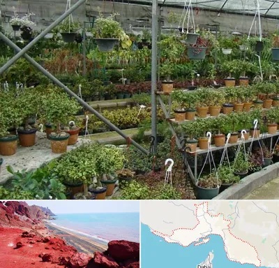 بازار گل و گیاه در هرمزگان
