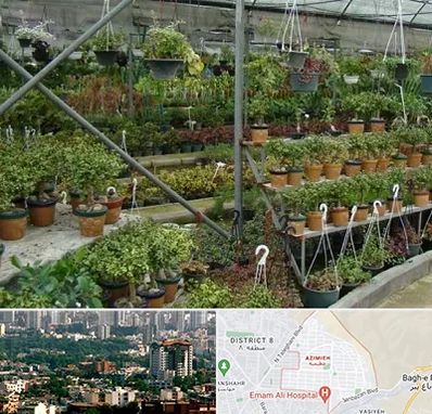 بازار گل و گیاه در عظیمیه کرج