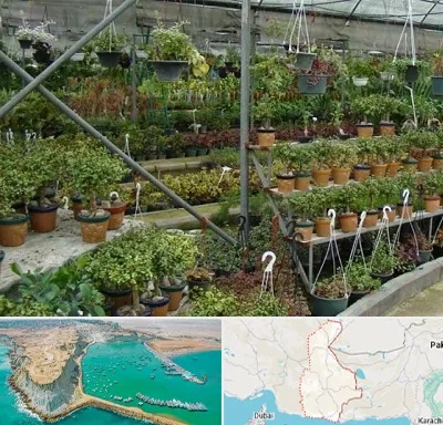 بازار گل و گیاه در سیستان و بلوچستان