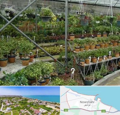 بازار گل و گیاه در نوشهر