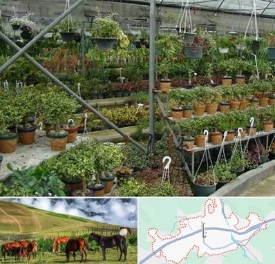 بازار گل و گیاه در تالش