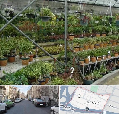 بازار گل و گیاه در مجیدیه شمالی