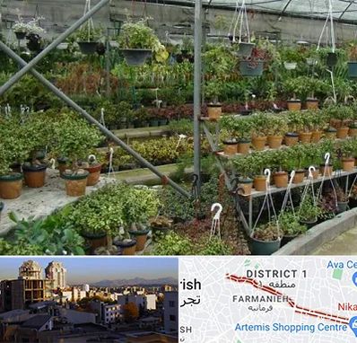 بازار گل و گیاه در فرمانیه