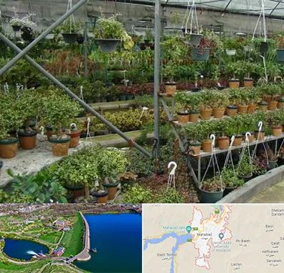 بازار گل و گیاه در مهاباد