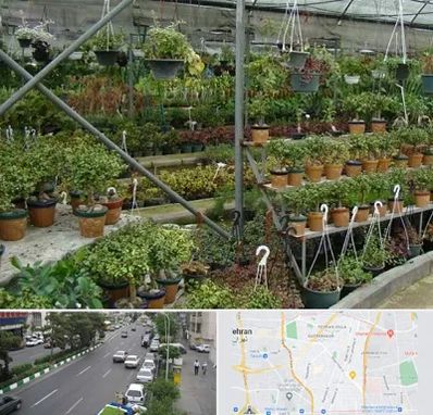 بازار گل و گیاه در ستارخان