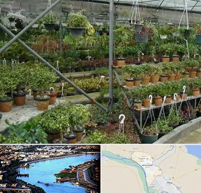 بازار گل و گیاه در خرمشهر