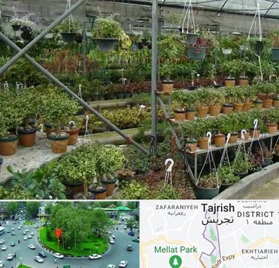 بازار گل و گیاه در تجریش