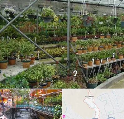 بازار گل و گیاه در درکه