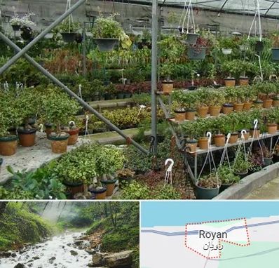 بازار گل و گیاه در رویان