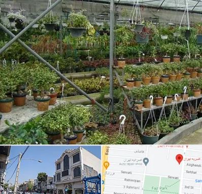 بازار گل و گیاه در افسریه