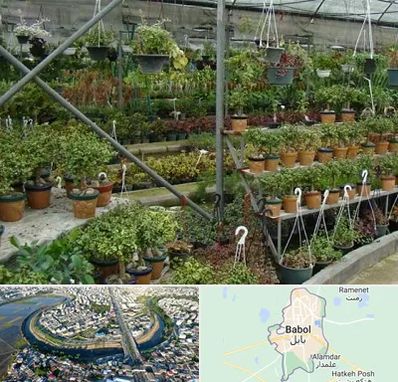 بازار گل و گیاه در بابل