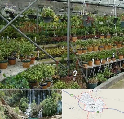 بازار گل و گیاه در شیروان