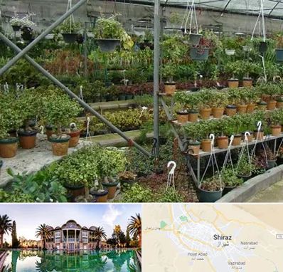 بازار گل و گیاه در شیراز