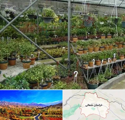 بازار گل و گیاه در خراسان شمالی