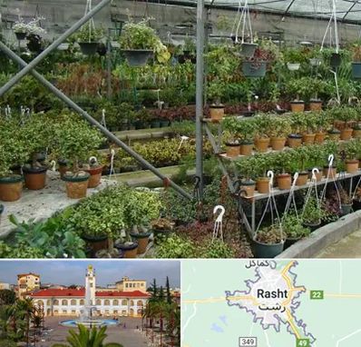بازار گل و گیاه در رشت