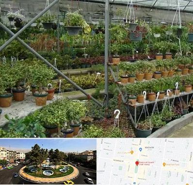 بازار گل و گیاه در هفت حوض