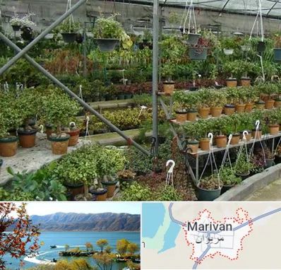 بازار گل و گیاه در مریوان