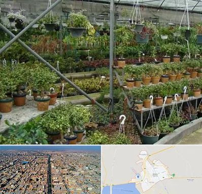 بازار گل و گیاه در بندر ماهشهر