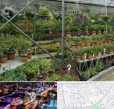 بازار گل و گیاه در منظریه رشت