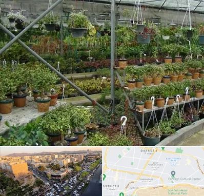 بازار گل و گیاه در تهرانپارس