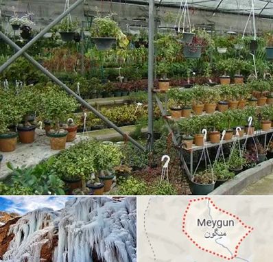 بازار گل و گیاه در میگون