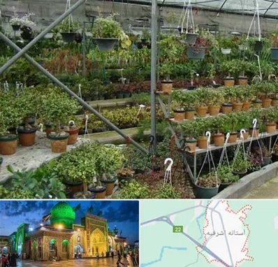 بازار گل و گیاه در آستانه اشرفیه