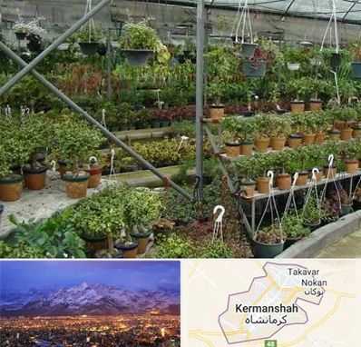 بازار گل و گیاه در کرمانشاه