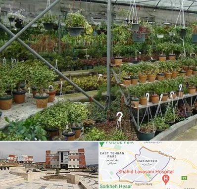 بازار گل و گیاه در حکیمیه