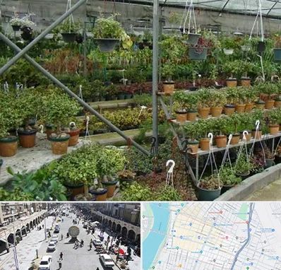 بازار گل و گیاه در نادری اهواز