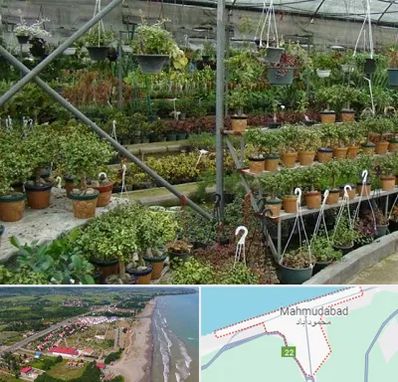 بازار گل و گیاه در محمودآباد