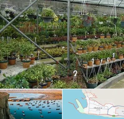 بازار گل و گیاه در چابهار