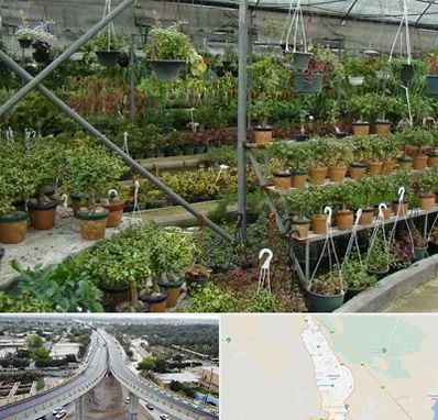 بازار گل و گیاه در اندیمشک