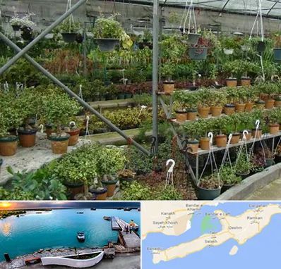 بازار گل و گیاه در قشم