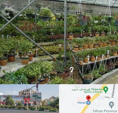 بازار گل و گیاه در هروی