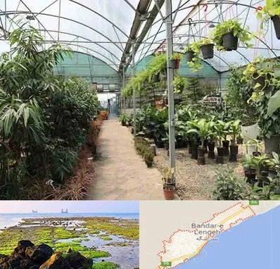 مرکز فروش گل و گیاه در بندرلنگه