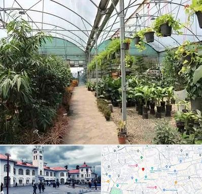 مرکز فروش گل و گیاه در میدان شهرداری رشت