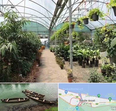 مرکز فروش گل و گیاه در بندر انزلی