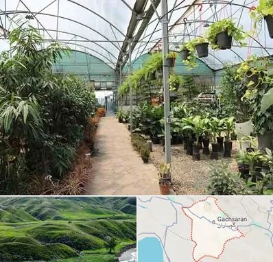 مرکز فروش گل و گیاه در گچساران