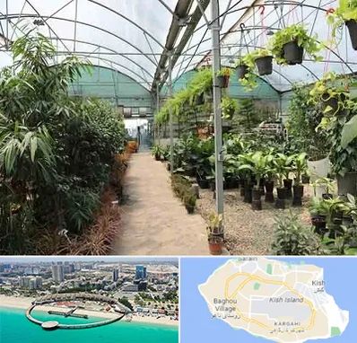 مرکز فروش گل و گیاه در کیش